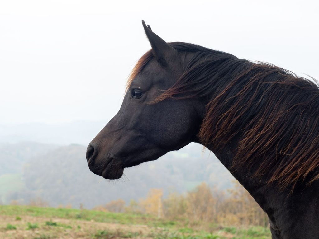 hisa v brezicah galerija3