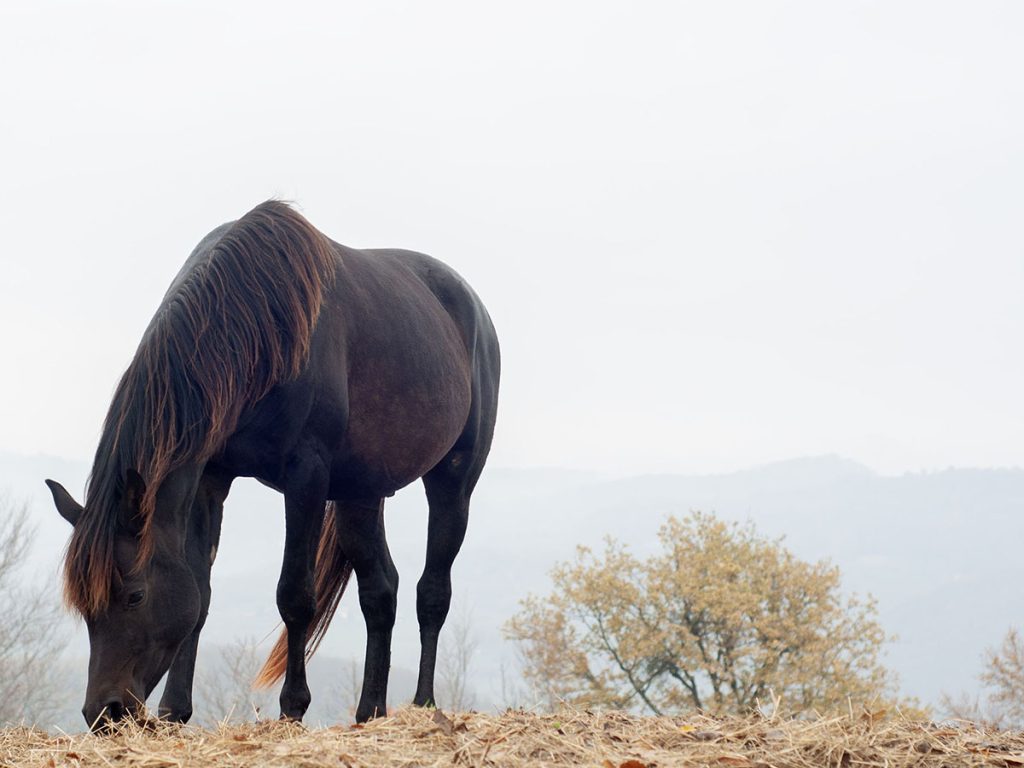 hisa v brezicah galerija4